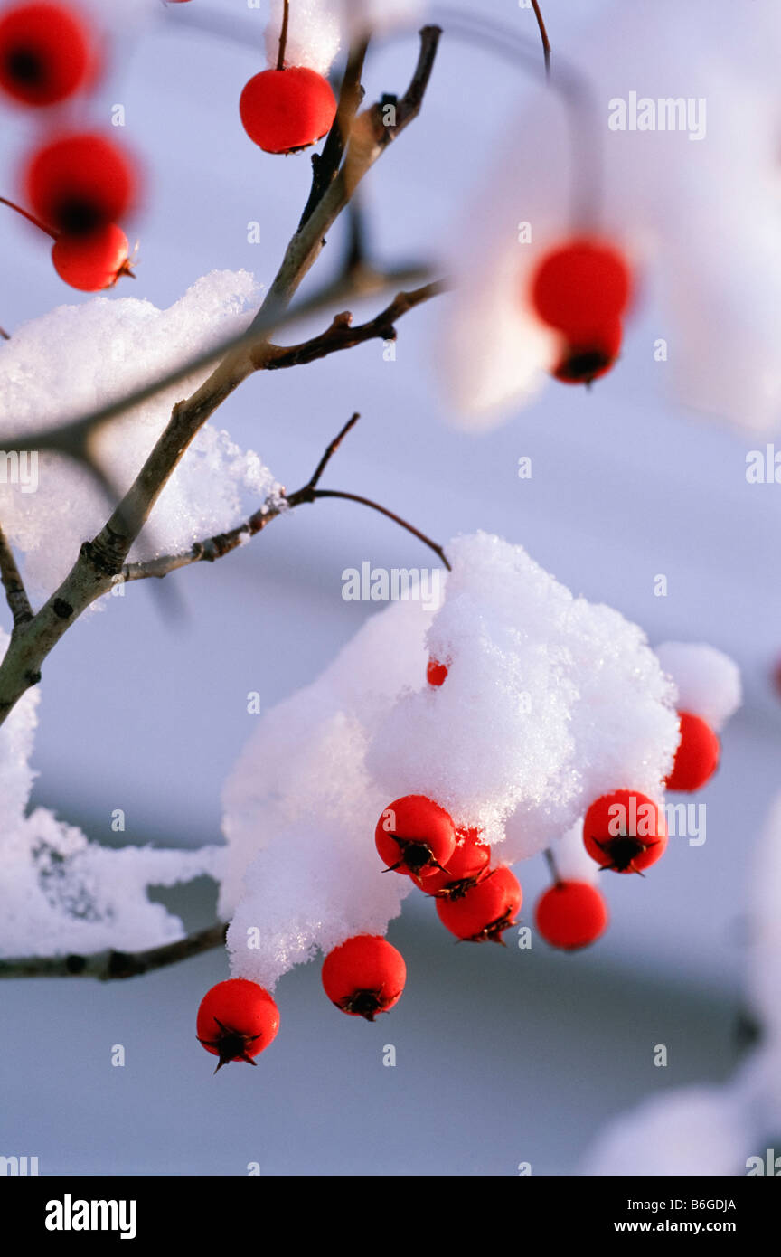 Snow-covered twigs and red berries of Winter King Hawthorn  0106DC Stock Photo