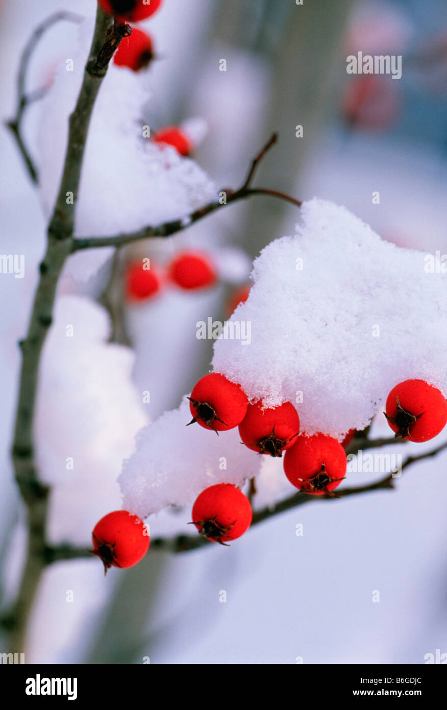 Snow-covered twigs and red berries of Winter King Hawthorn 0106DC Stock Photo