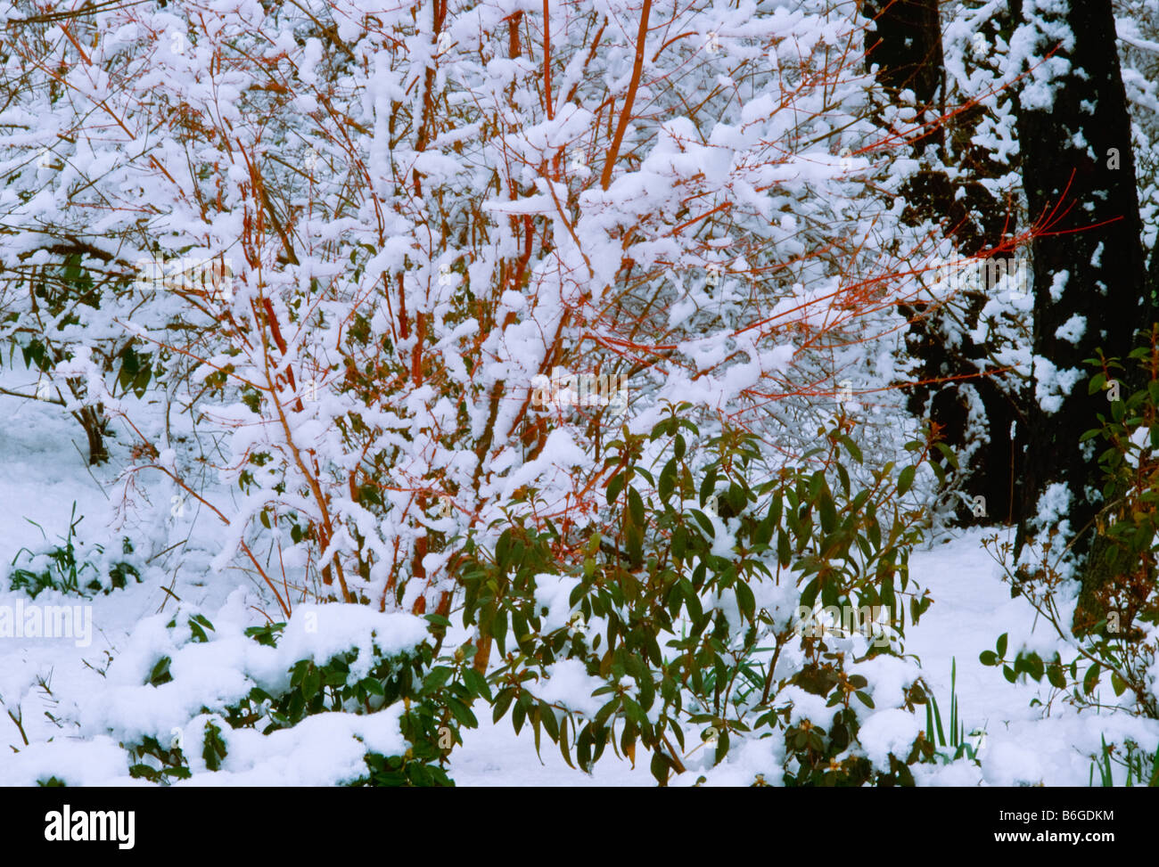 Garden in winter with colorful bark of Cornus stonlonifera syn. Cornus sericea and evergreen Kalmia latifolia (mountain laurel) Stock Photo