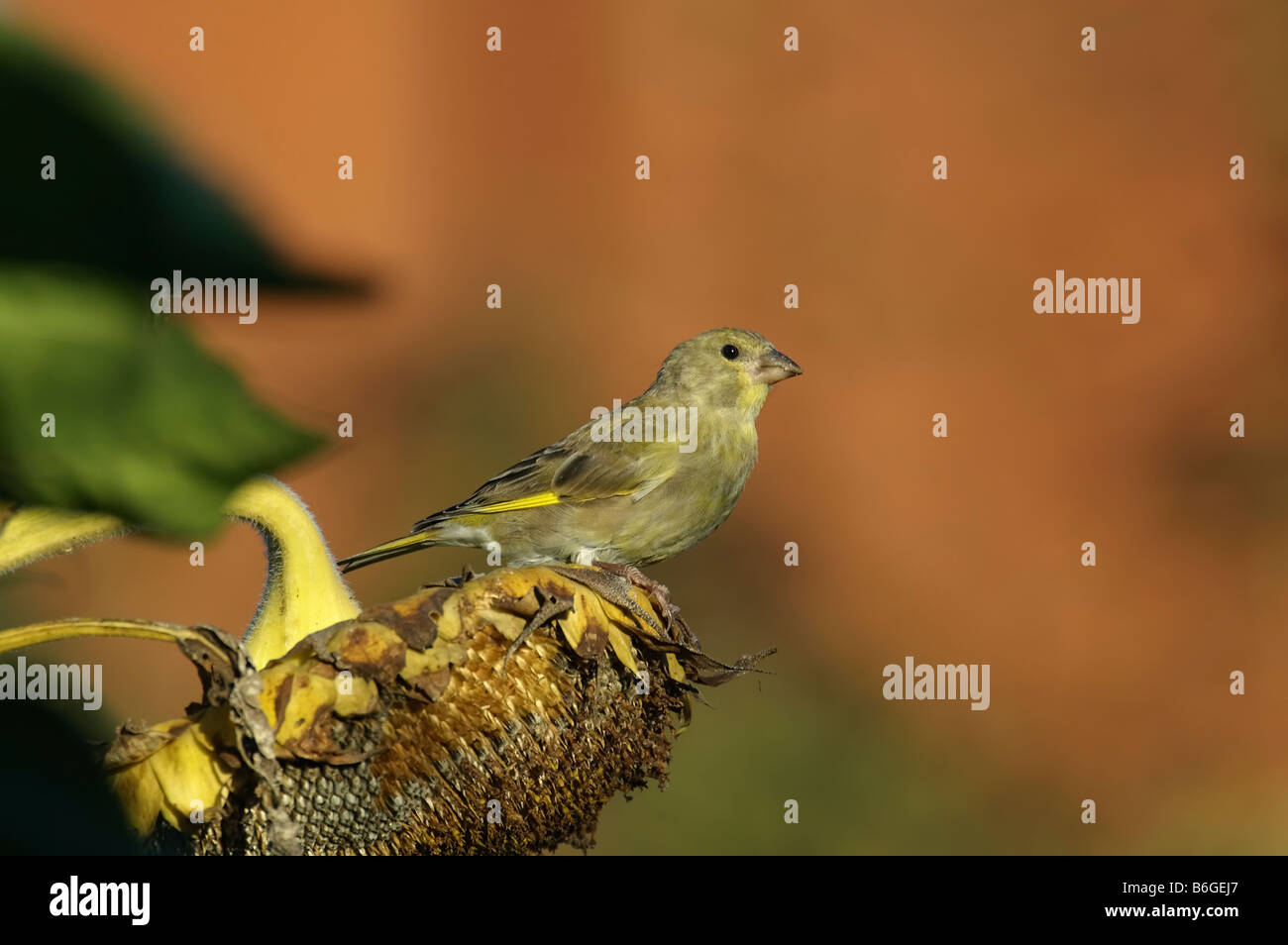 Greenfinch Carduelis chloris passerine Stock Photo