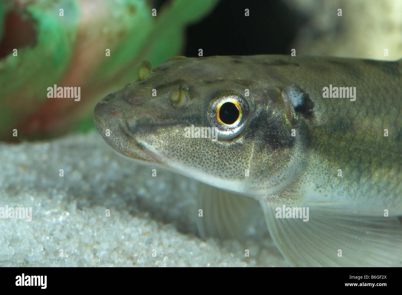 Chinese Algae Eater Gyrinocheilus aymonieri in tropical fish aquarium. UK Stock Photo