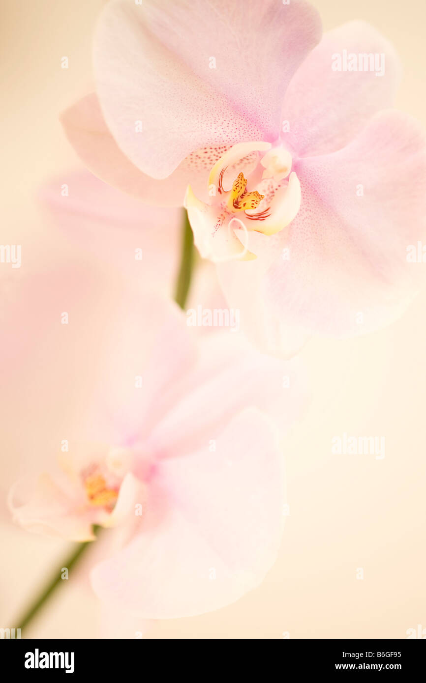 pink dendrobium orchid background Stock Photo - Alamy