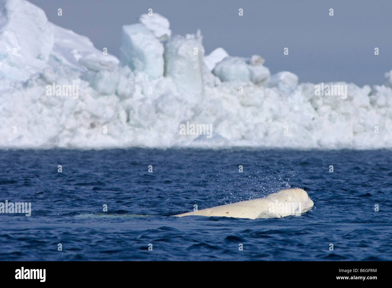 beluga whale Delphinapterus leucas swimming in an open lead during spring migration Utqiagvik North Slope Chukchi Sea Arctic Ocean North Slope Alaska Stock Photo