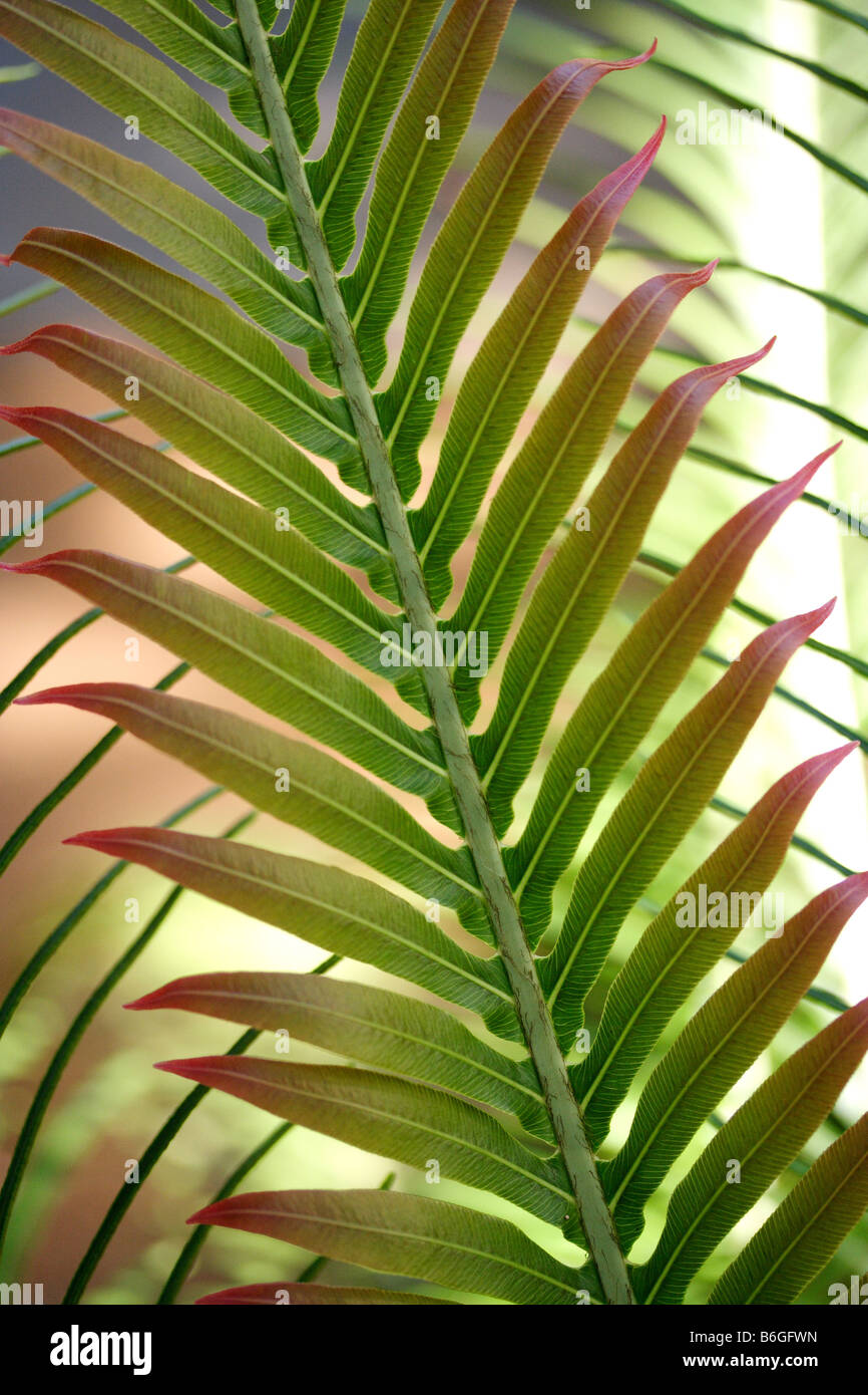 Beyond Palm Leaf The Amazing Variety Of Names - 6n63nm9