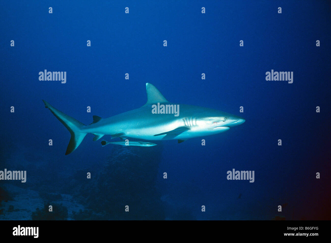 Grey Reef Shark Carcharhinus amblyrhynchos sometimes called Shortnose Blacktail Shark Carcharhinus wheeleri Plus Remora Sharksuc Stock Photo