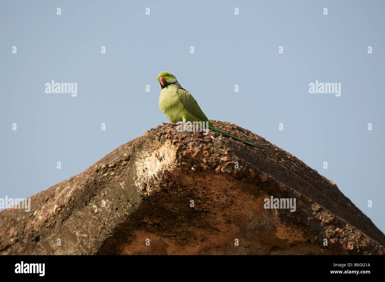 parrot in qutub minar old monument complex in delhi india Stock Photo ...