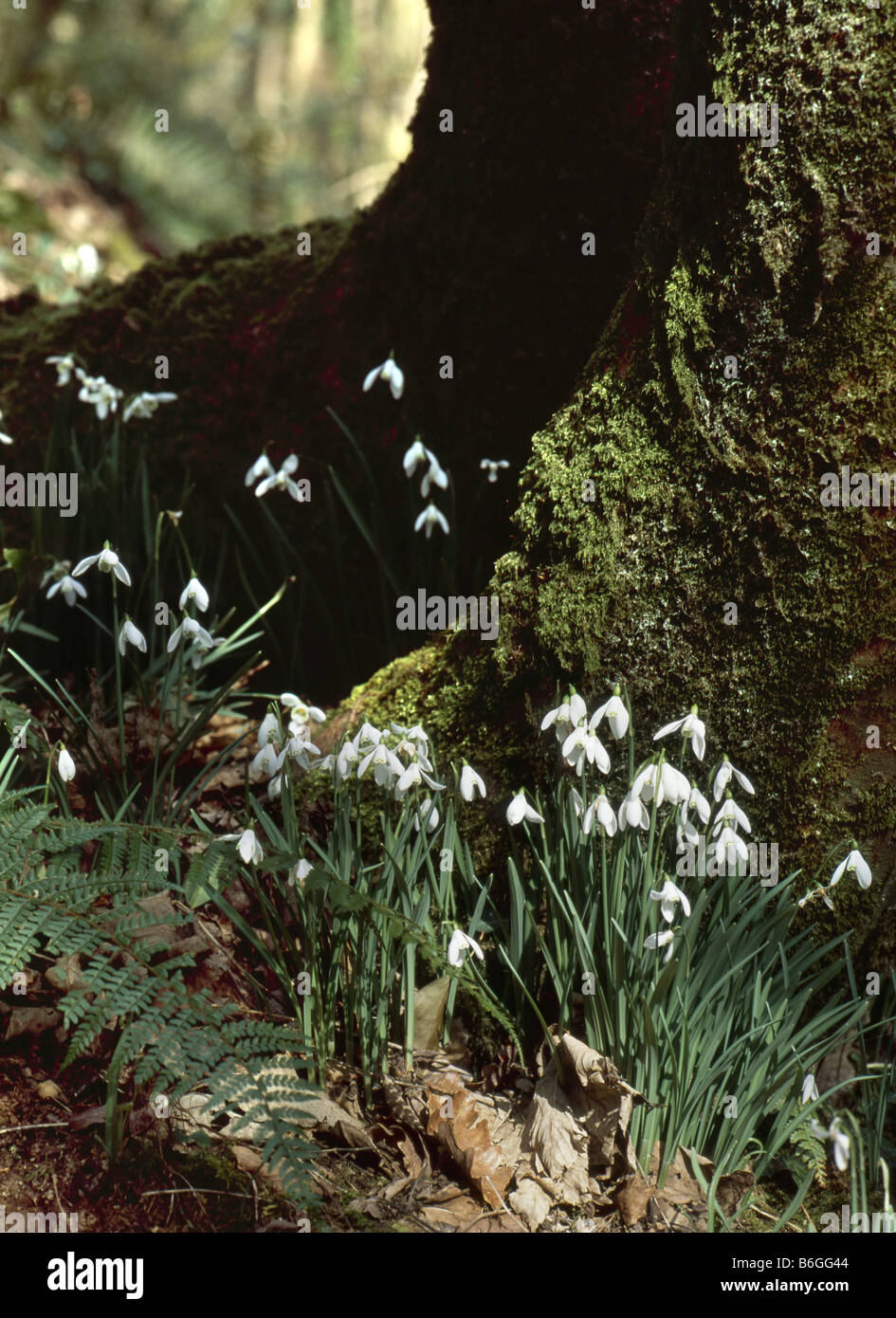 Snowdrops growing next to a tree trunk in woods in dartmoor national park Stock Photo