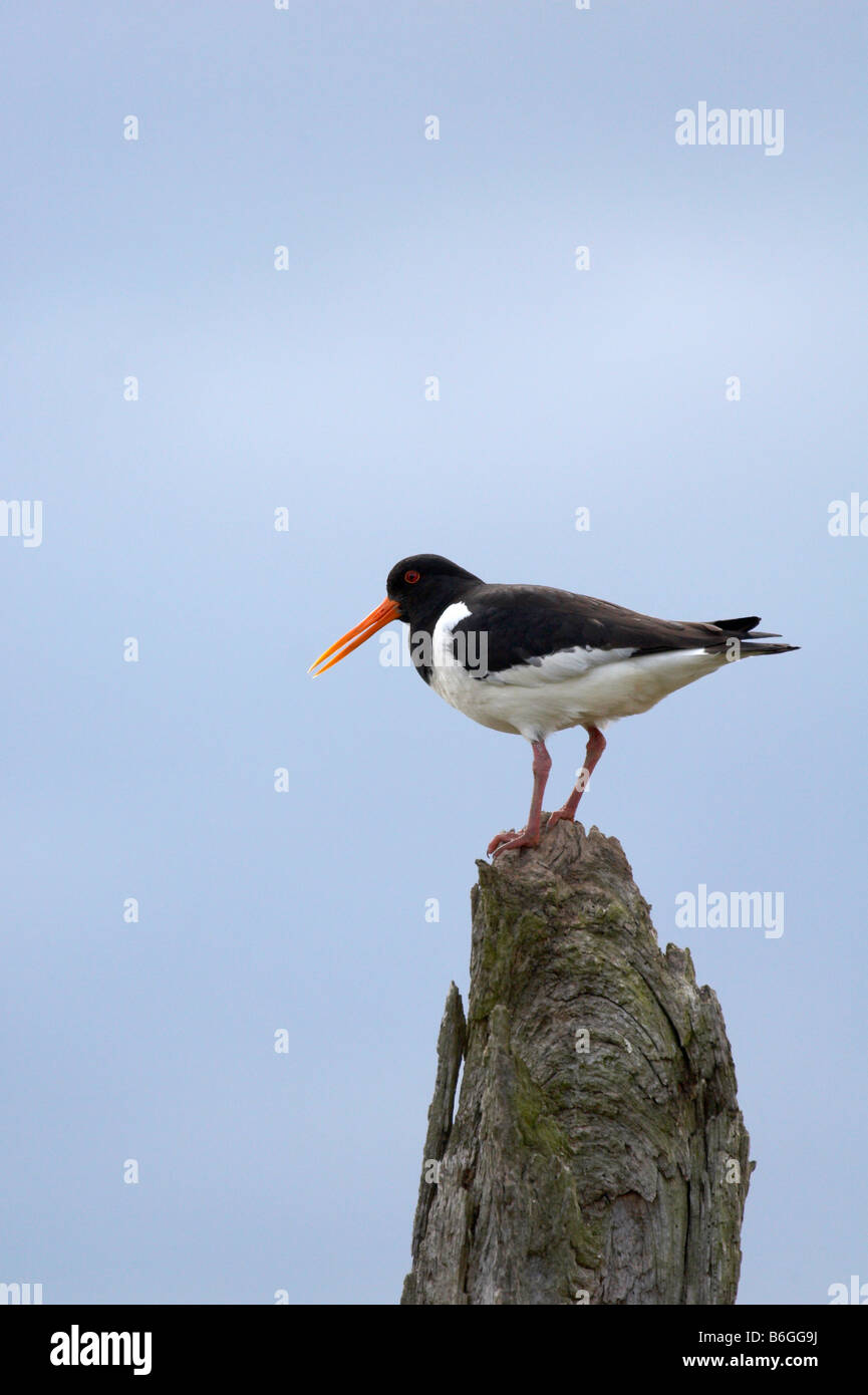 Oystercatcher norfolk hires stock photography and images Alamy