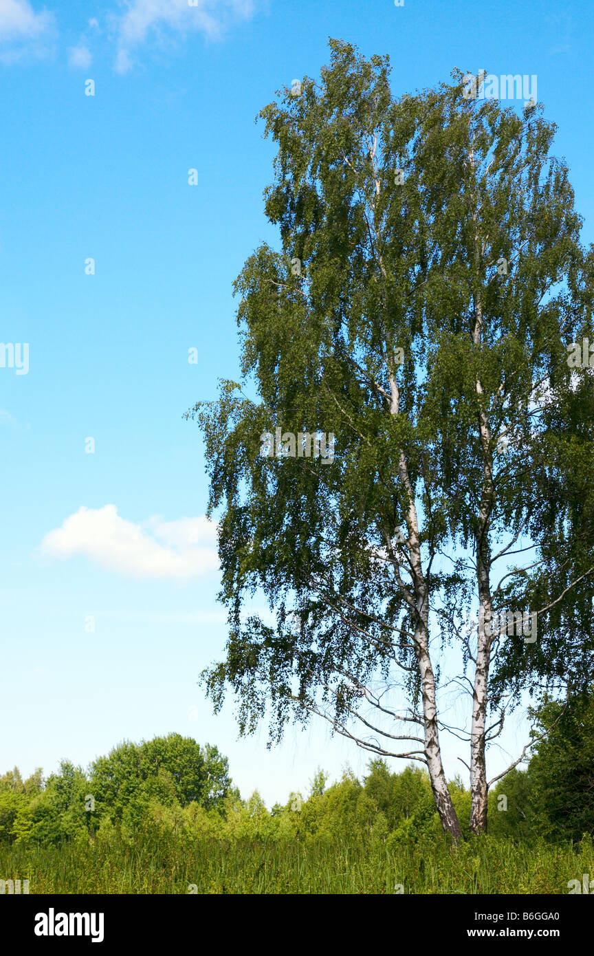 Birches in summer forest on sky background Stock Photo - Alamy