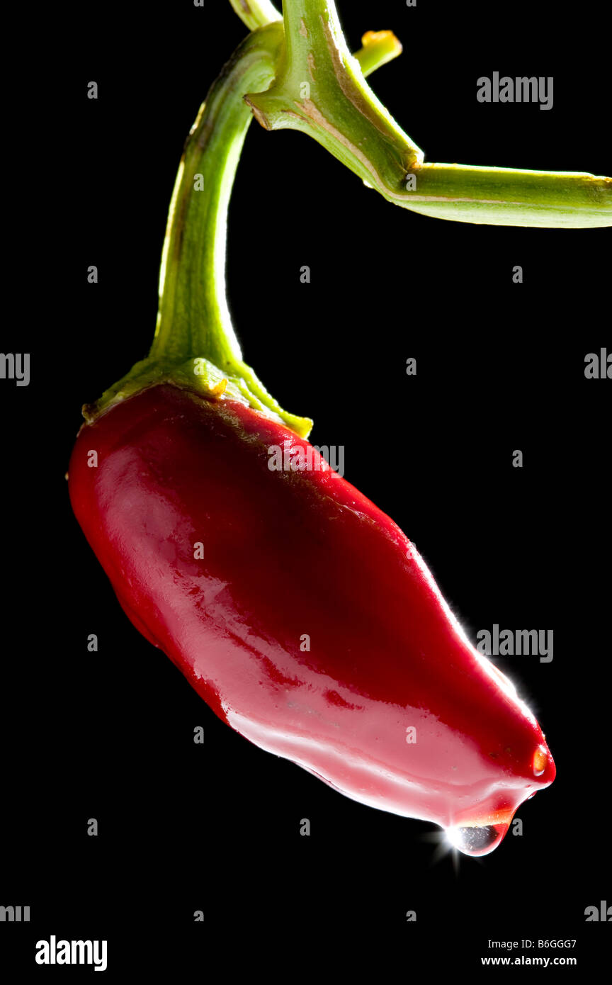 Jalapeno Chile Pepper Stock Photo