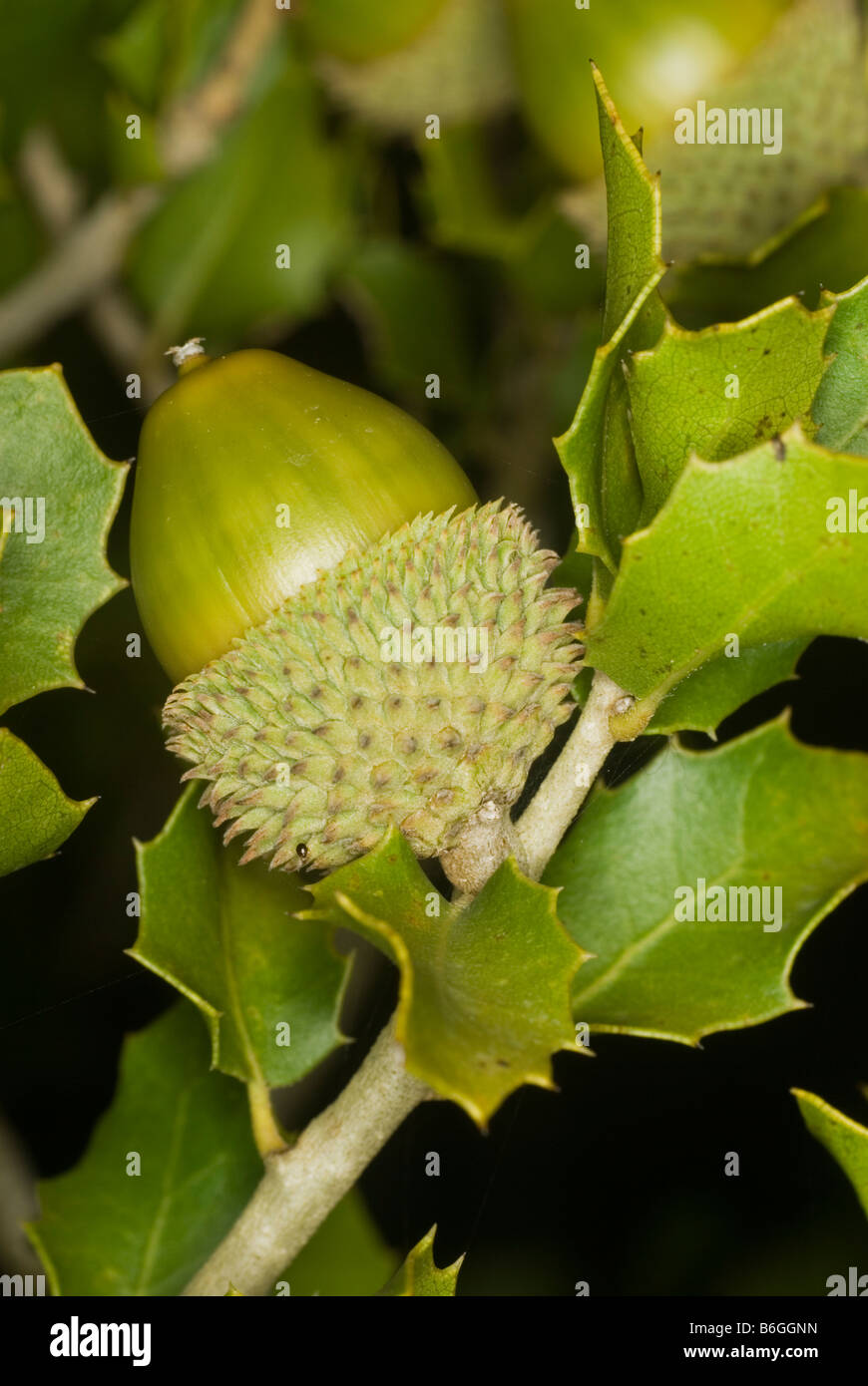 Detail view of an acorn on holm oak (Quercus Ilex) Stock Photo