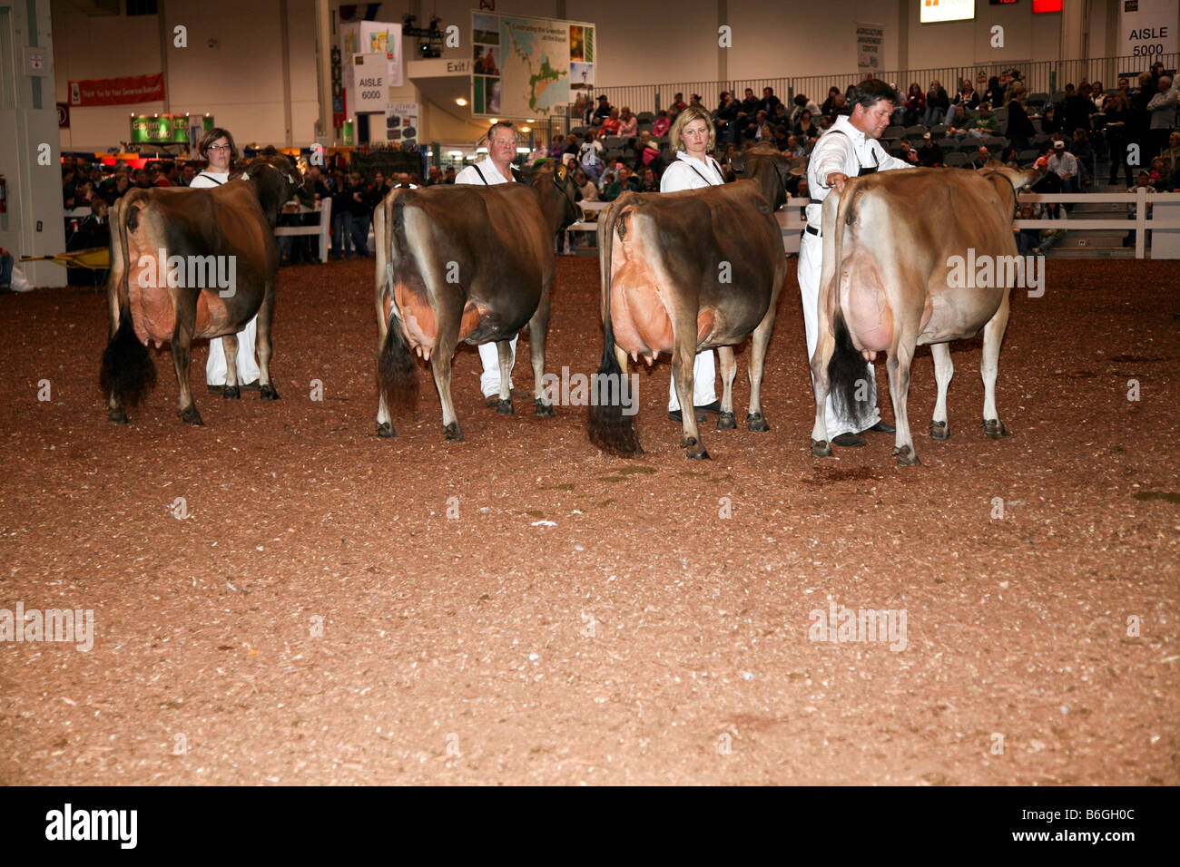 Guernsey cows being judge agricultural hires stock photography and