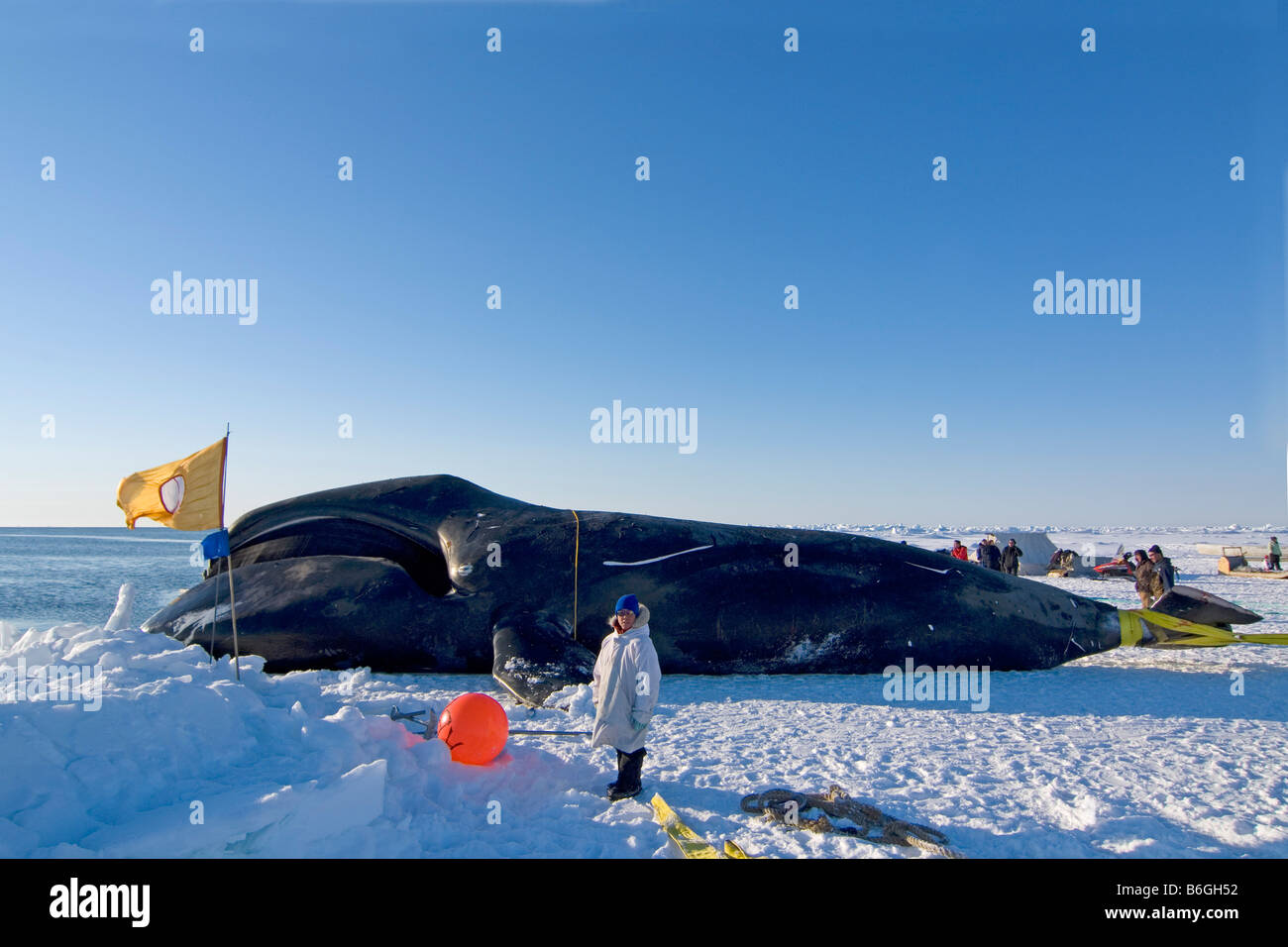 48 foot 8 inch bowhead whale Balaena mysticetus caught by an Inupiaq ...