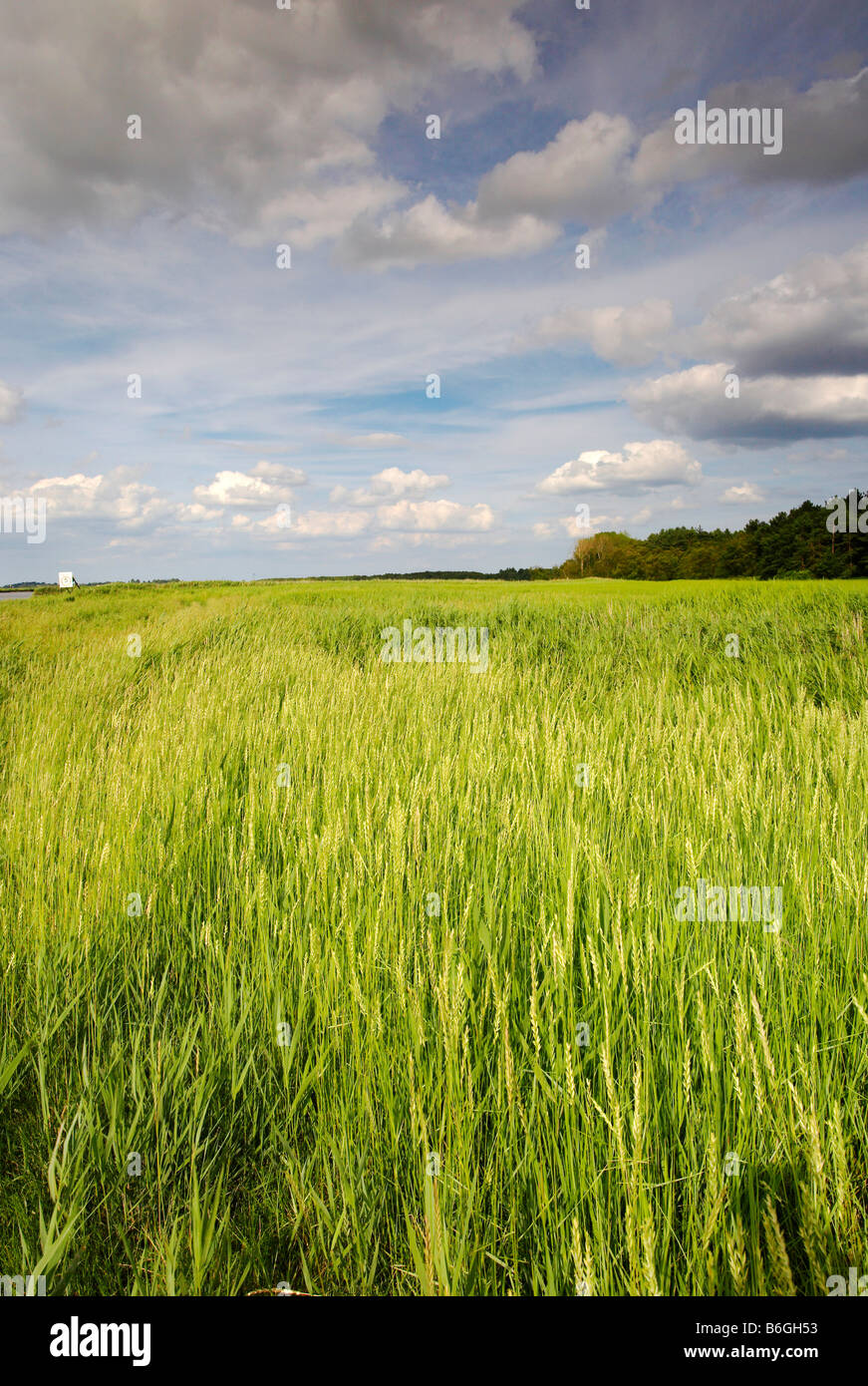 Summer Reed Bed by the side of the Norfolk & Suffolk Broads Stock Photo
