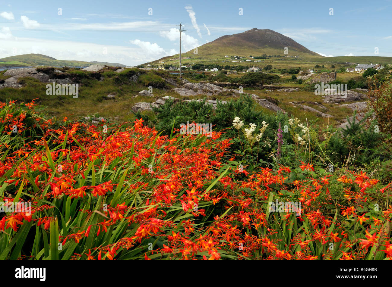 Connemara red montbretia wildflower wild flowers nonnative twelve pins