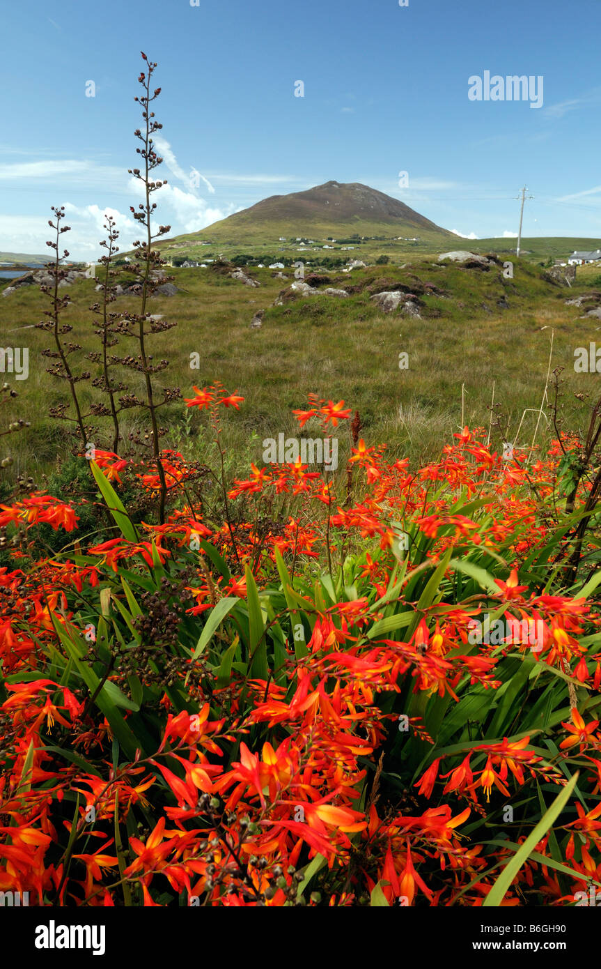 Connemara red montbretia wildflower wild flowers non-native twelve pins ...