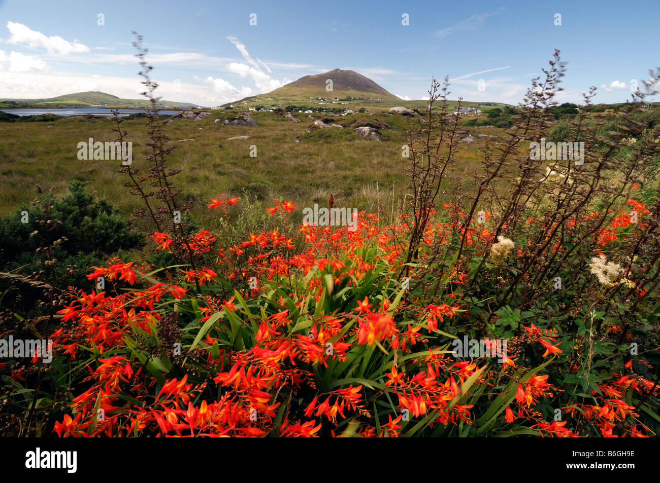Connemara red montbretia wildflower wild flowers nonnative twelve pins