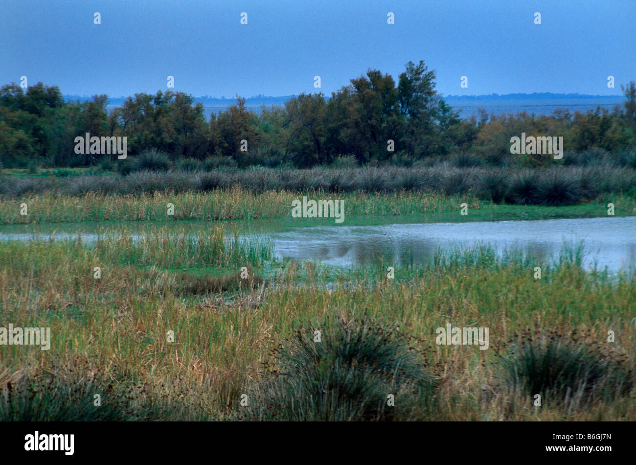 Camargue Provence France Reed Bed And Wetlands Stock Photo - Alamy