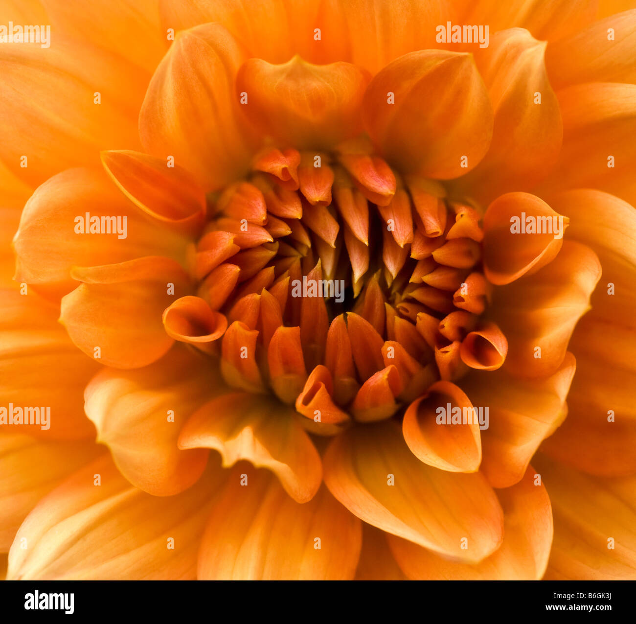 Dahlia close hi-res stock photography and images - Alamy