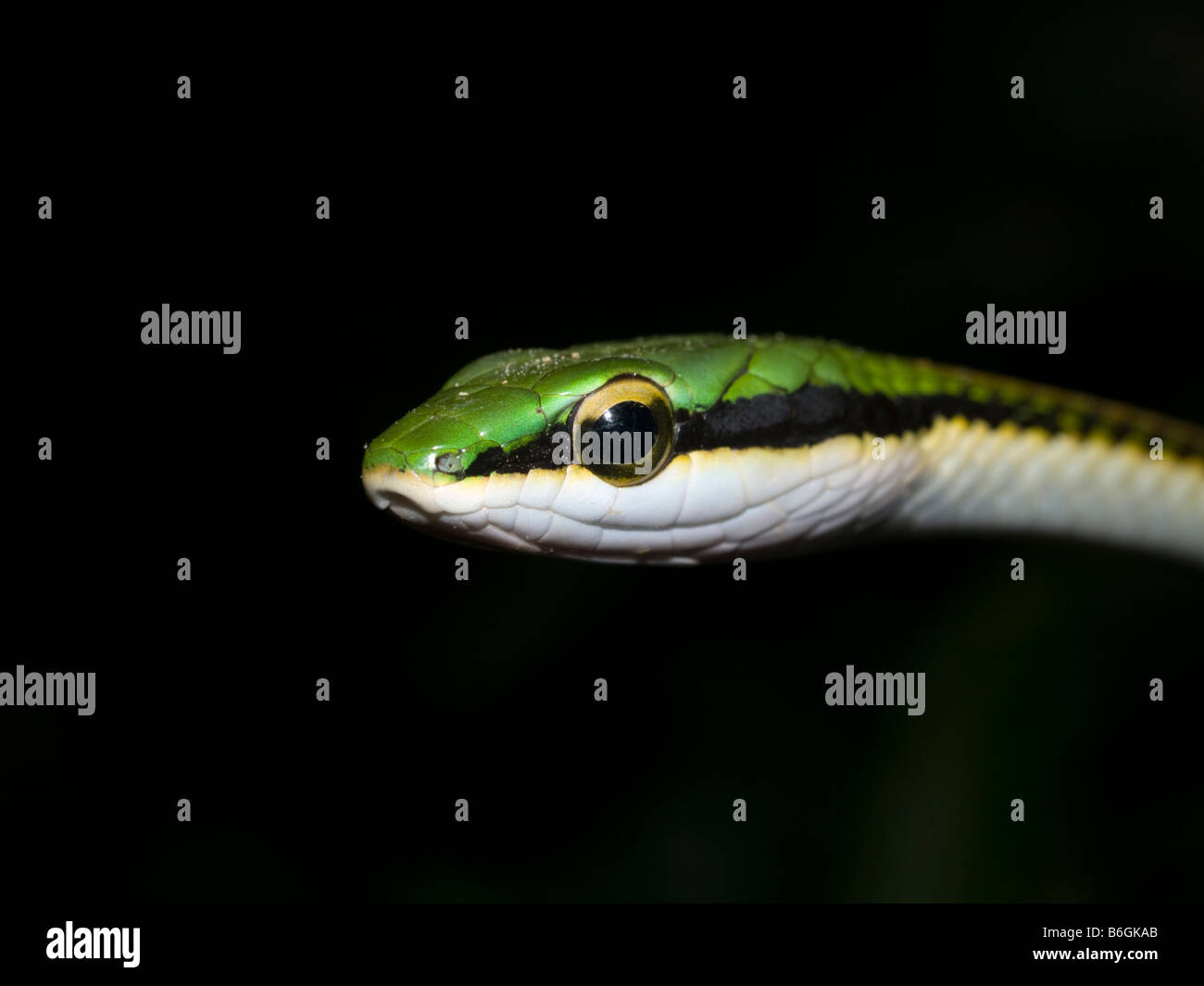 Green Headed Tree Snake Leptophis Mexicanus Belize Stock Photo