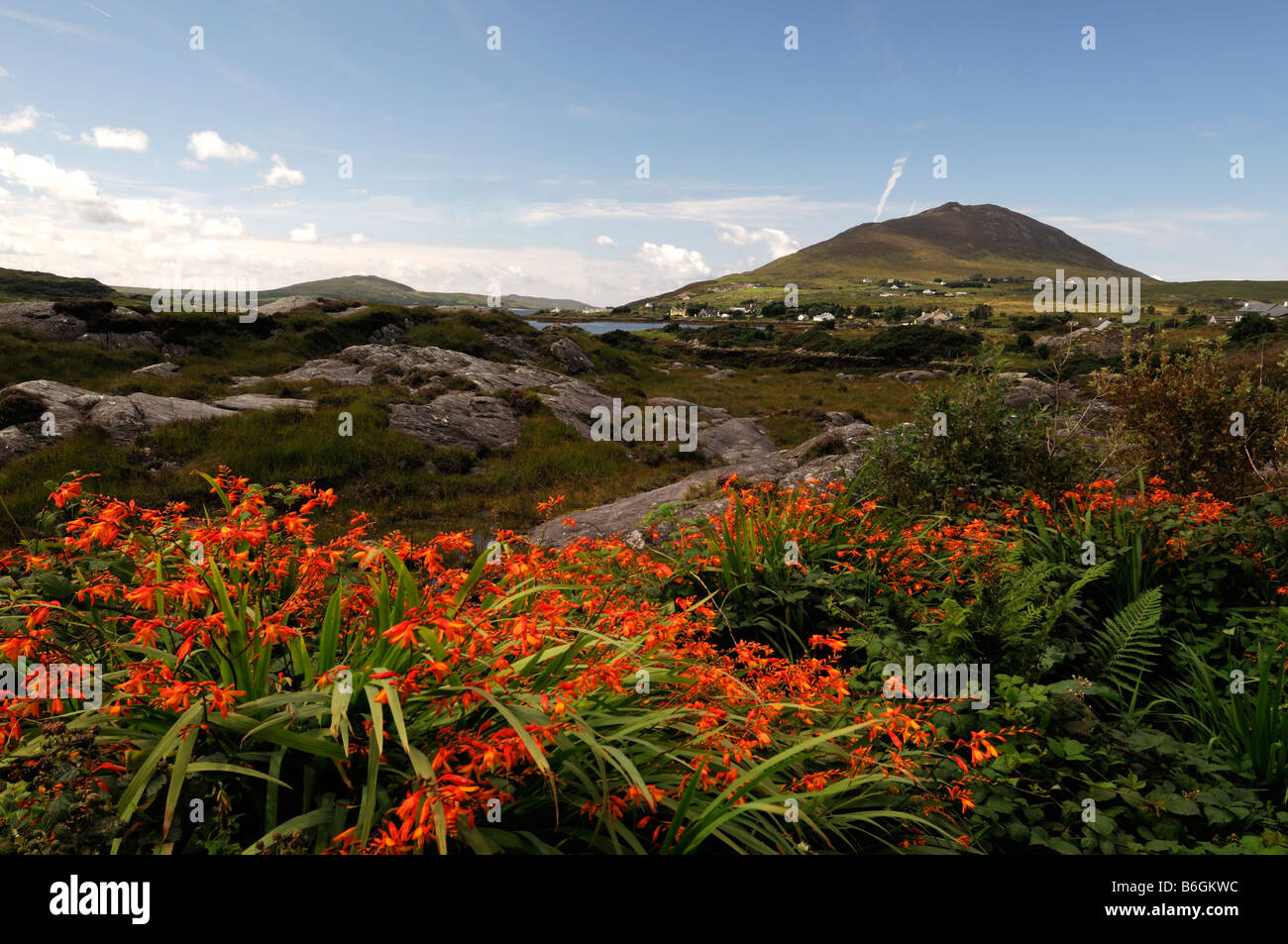 Connemara red montbretia wildflower wild flowers nonnative twelve pins