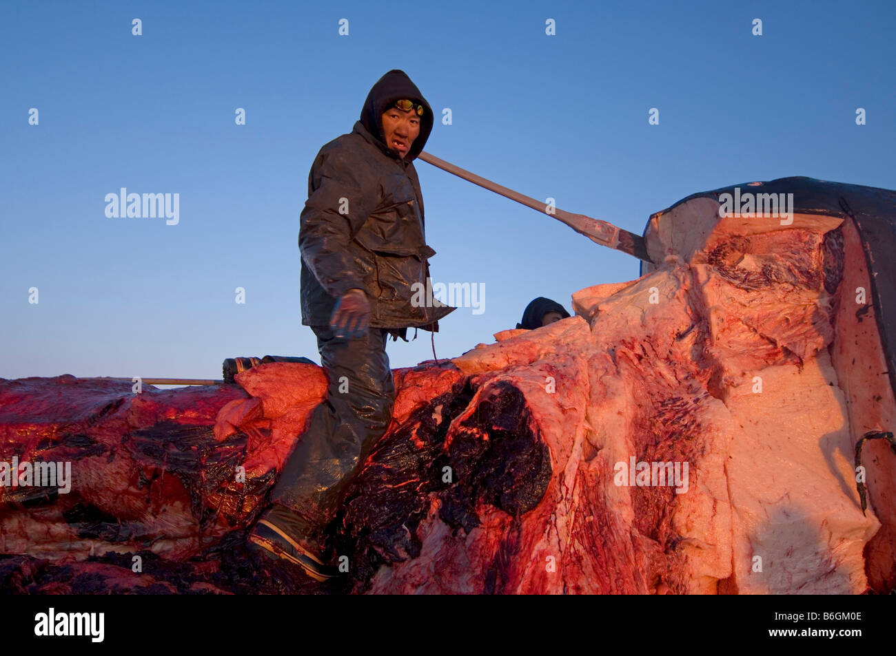 Inupiaq whaler helps butcher a bowhead whale Balaena mysticetus for distribution to the villagers Stock Photo