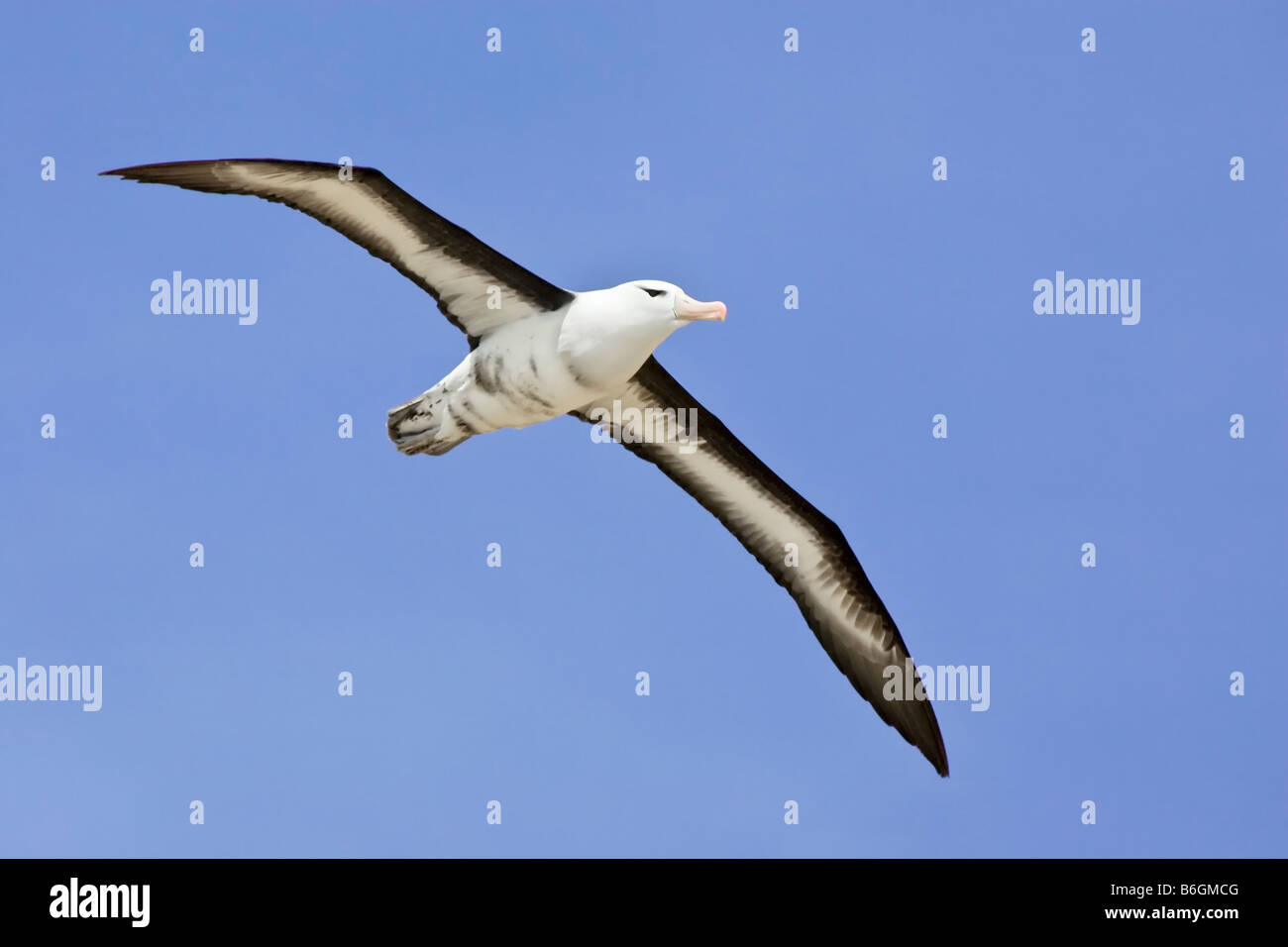 Fly albatross hi-res stock photography and images - Alamy
