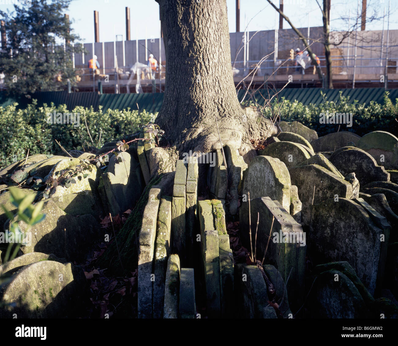 Hardy Tree, Saint Pancras Stock Photo
