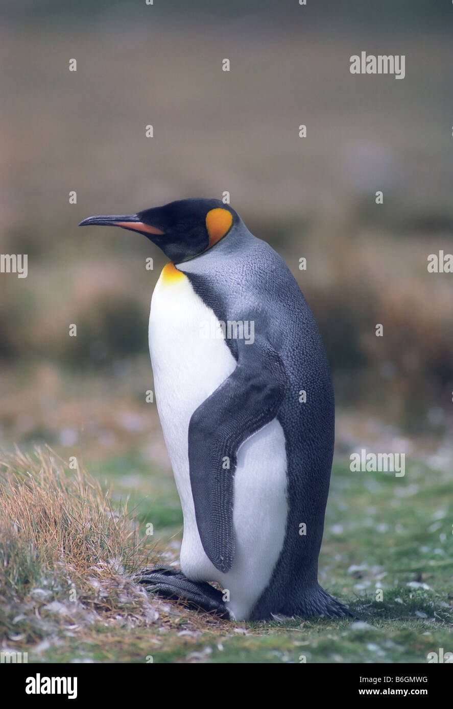 Sleeping king penguin in Falkland islands Stock Photo