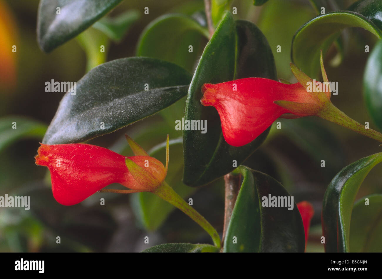 Nematanthus 'Christmas Holly' (Goldfish plant) Stock Photo