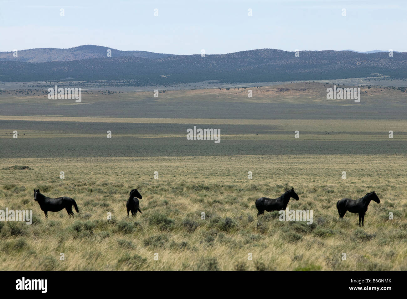 Wild Horses Nevada Stock Photo Alamy