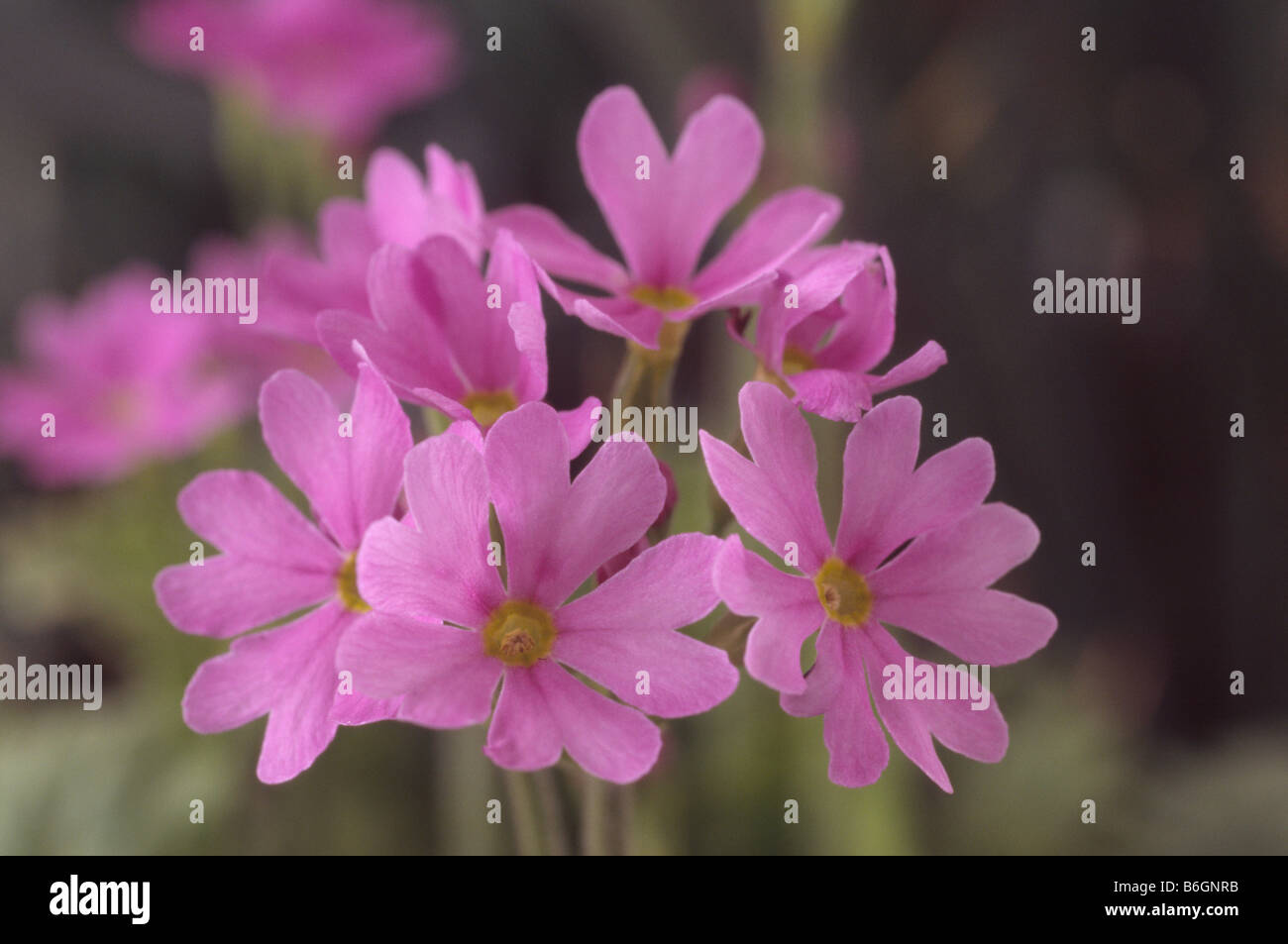 Primula cortusoides 'Primadiente' (Primrose) Stock Photo