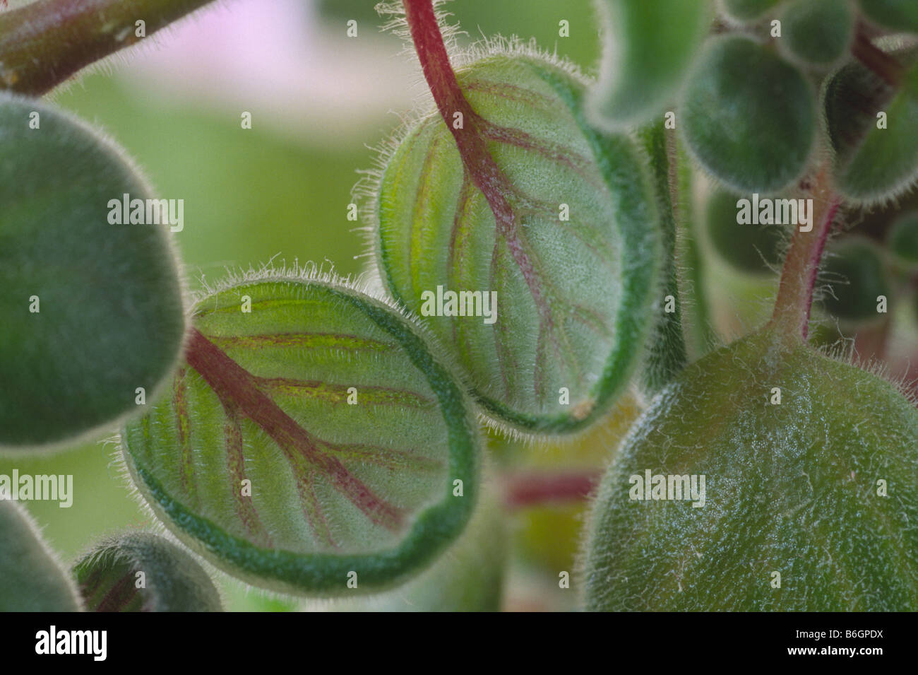Streptocarpus saxorum compact form (Cape primrose) Close up of leaves of plant. Stock Photo