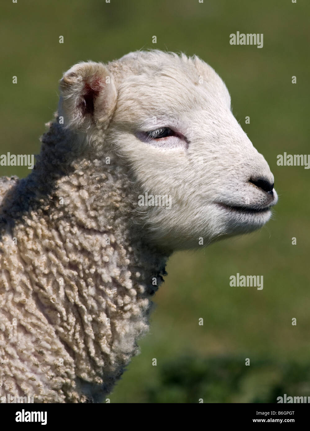 White Lamb profile Stock Photo