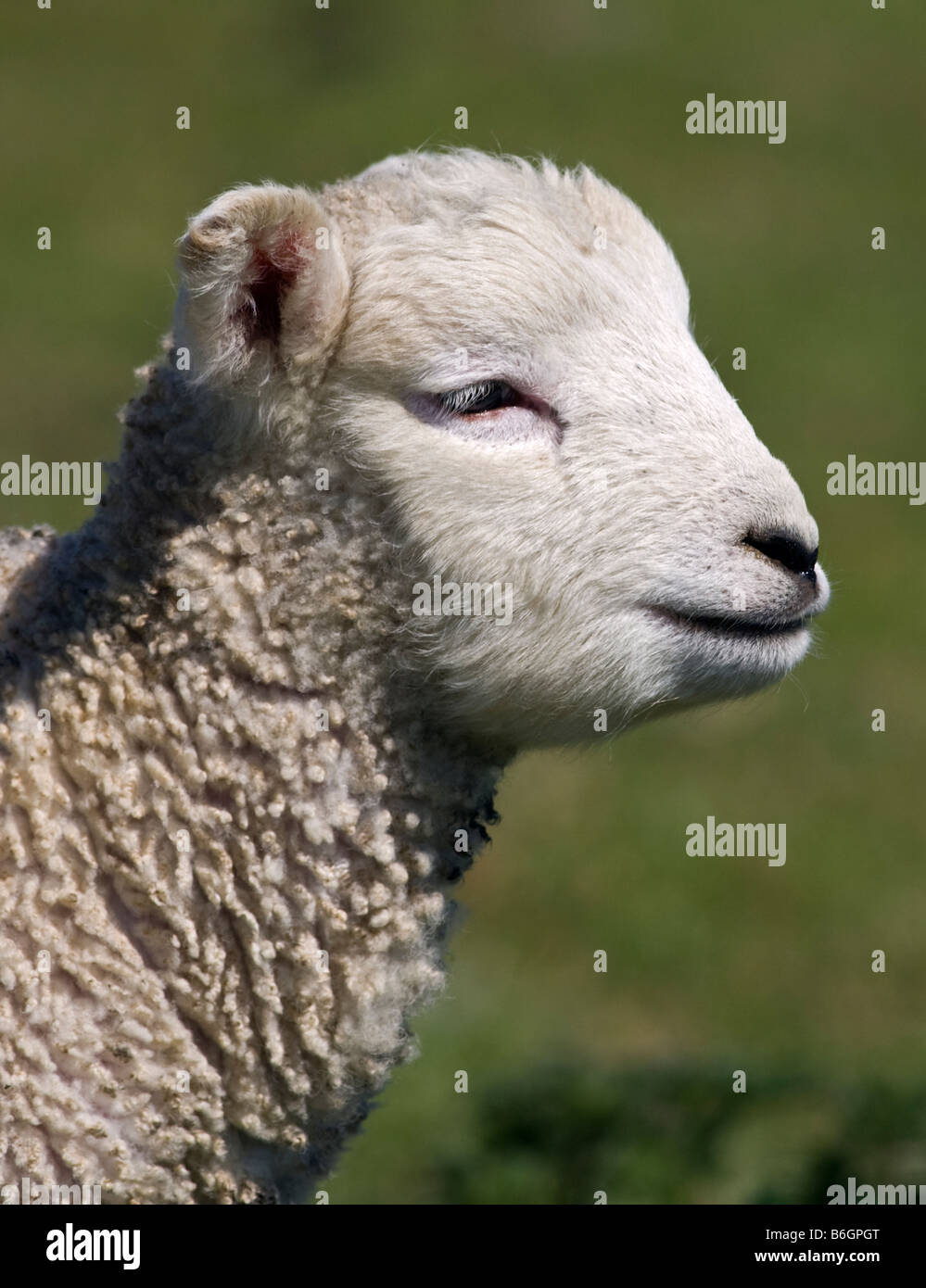 Lamb profile hi-res stock photography and images - Alamy