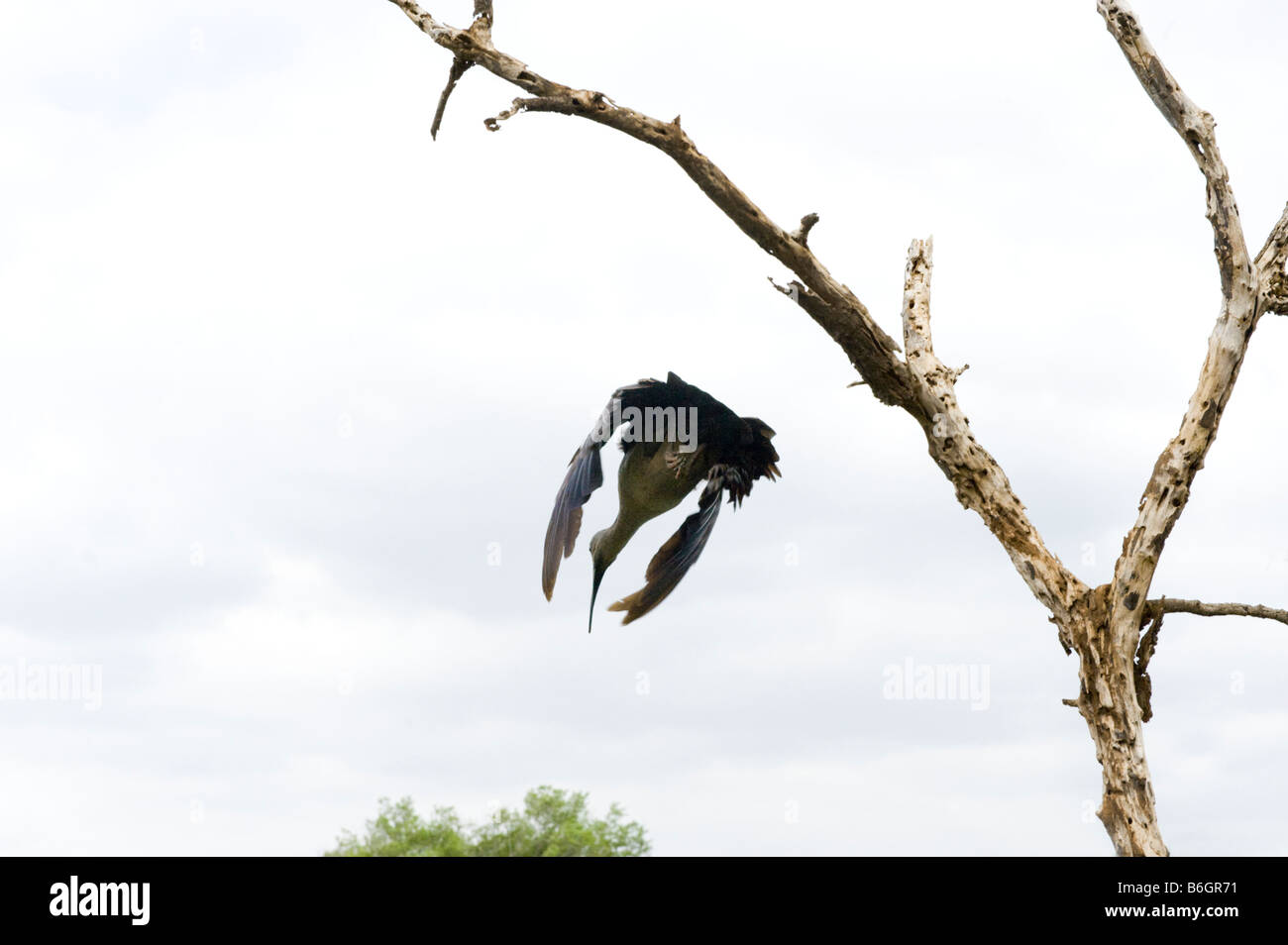 wild wildlife Hadeda Ibis Bostrychia hagedash Southern Africa sitting on branch sky plain