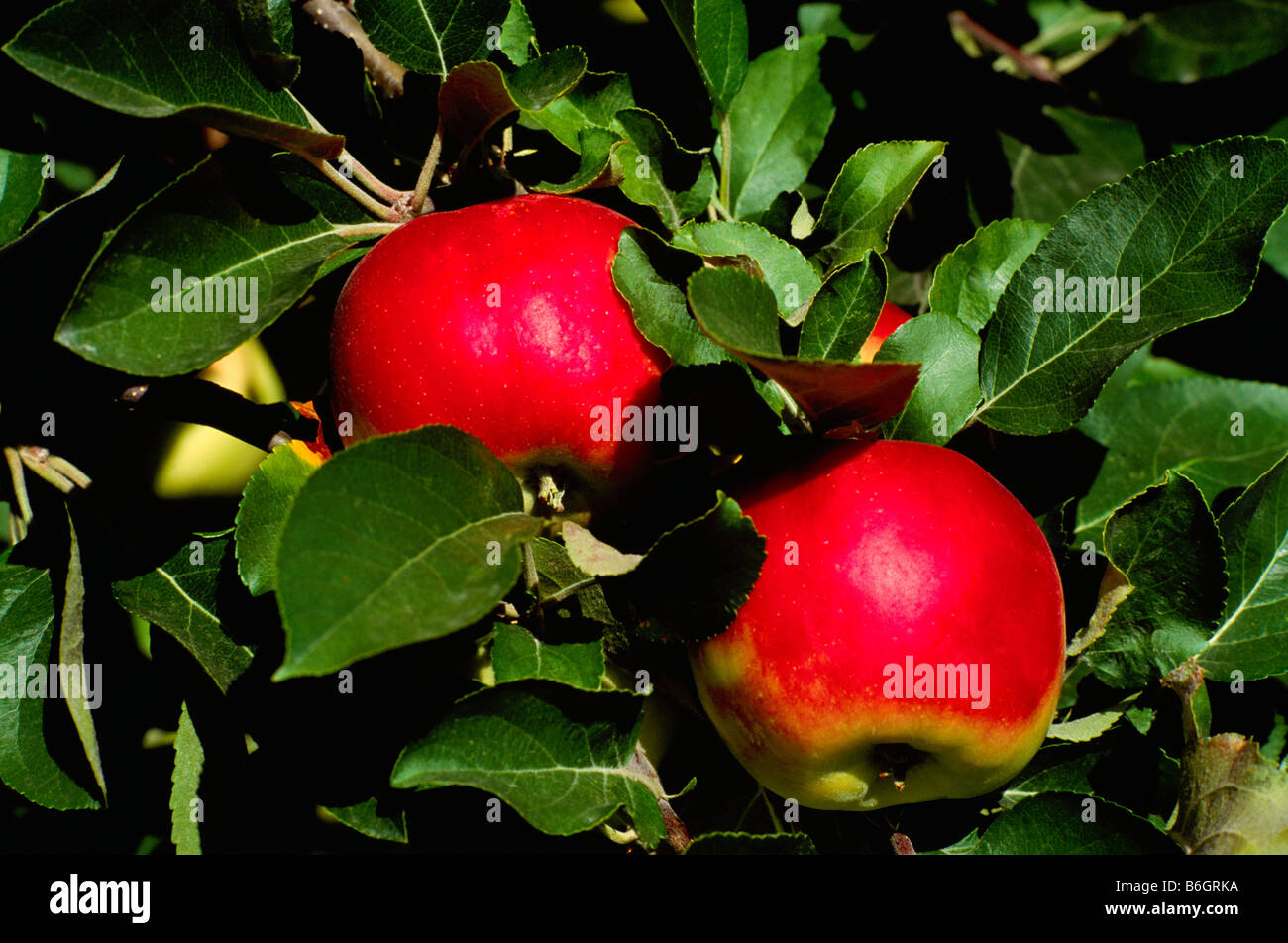 Ripe Red Apples growing on Orchard Apple Tree Branch, South Okanagan