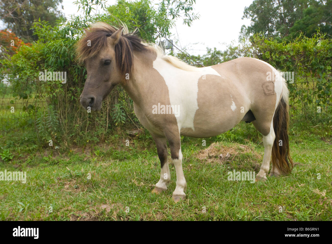 Argentinian Pony Misiones Argentina Stock Photo