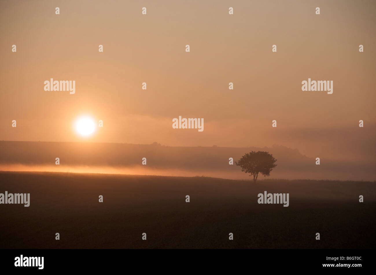 tree silhouette in front of a sunset Stock Photo