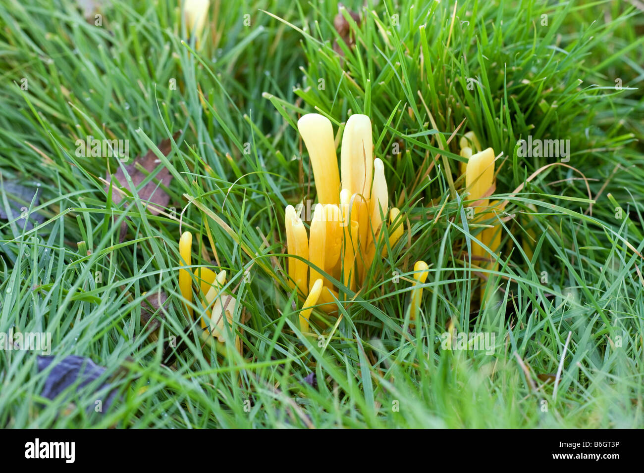 Golden Spindles Clavulinpsis fusiformis fungi fruiting bodies growing in grassland Stock Photo