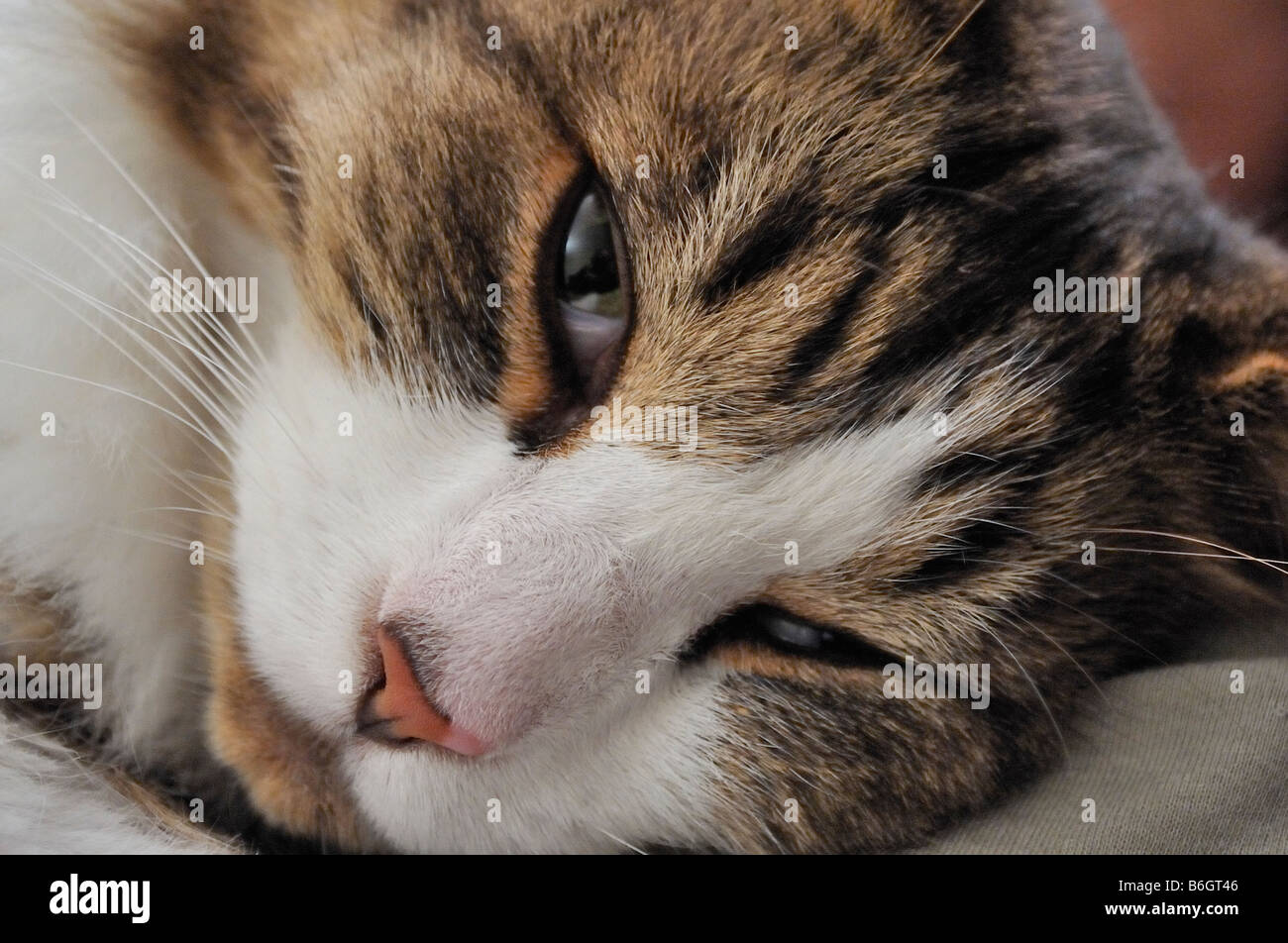 Satisfied cat Stock Photo