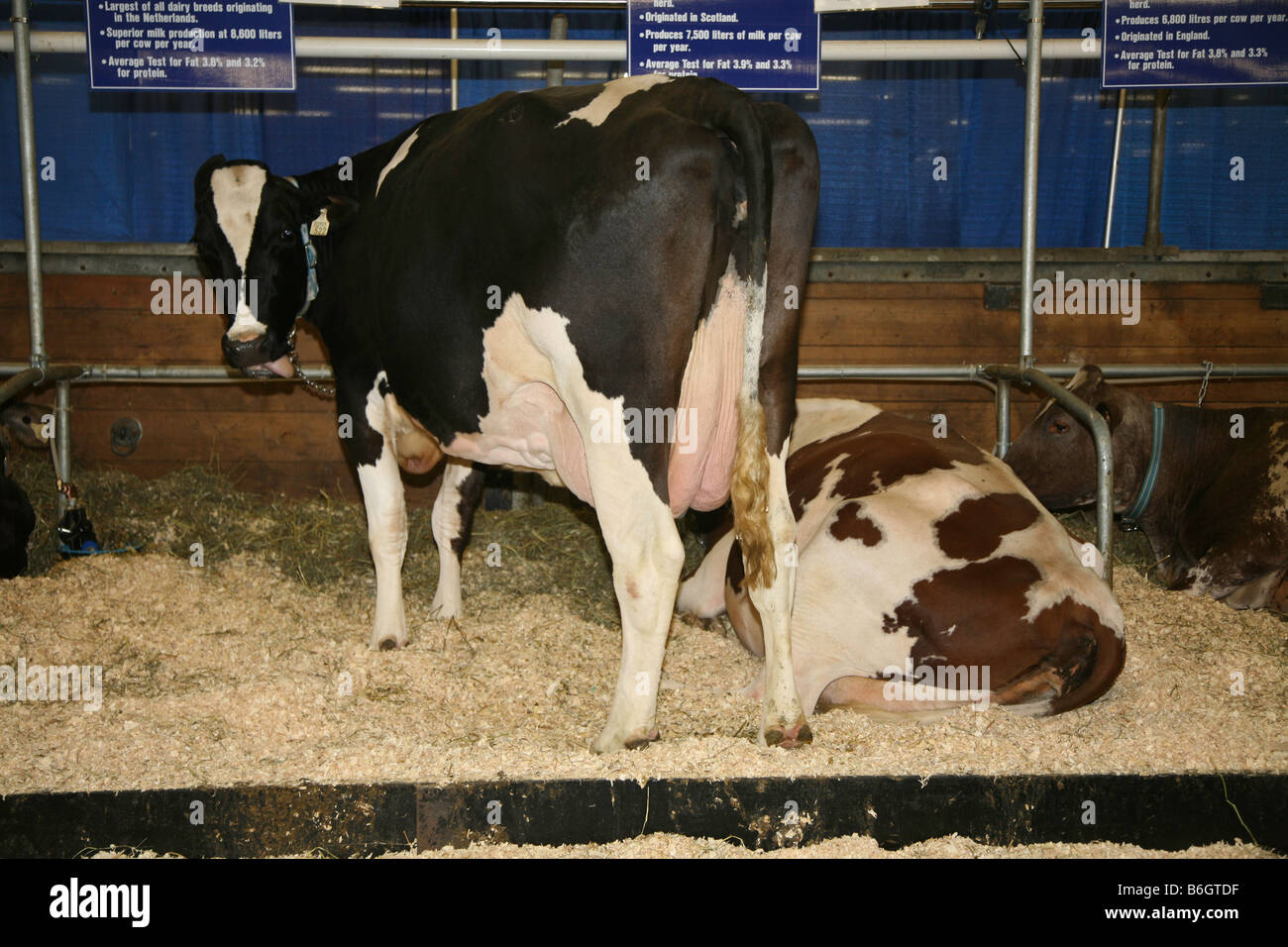 Holstein friesian cow barn hires stock photography and images Alamy