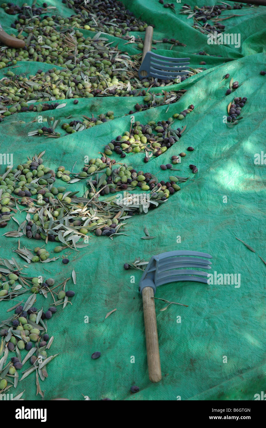 Israel Rake Re Olives rake hi-res stock photography and images - Alamy