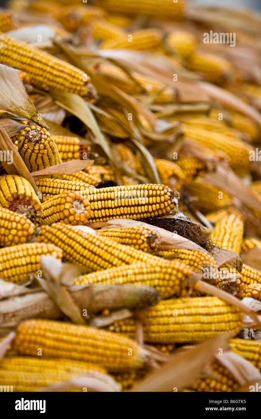 Corn, Maize (Zea mays) Stock Photo