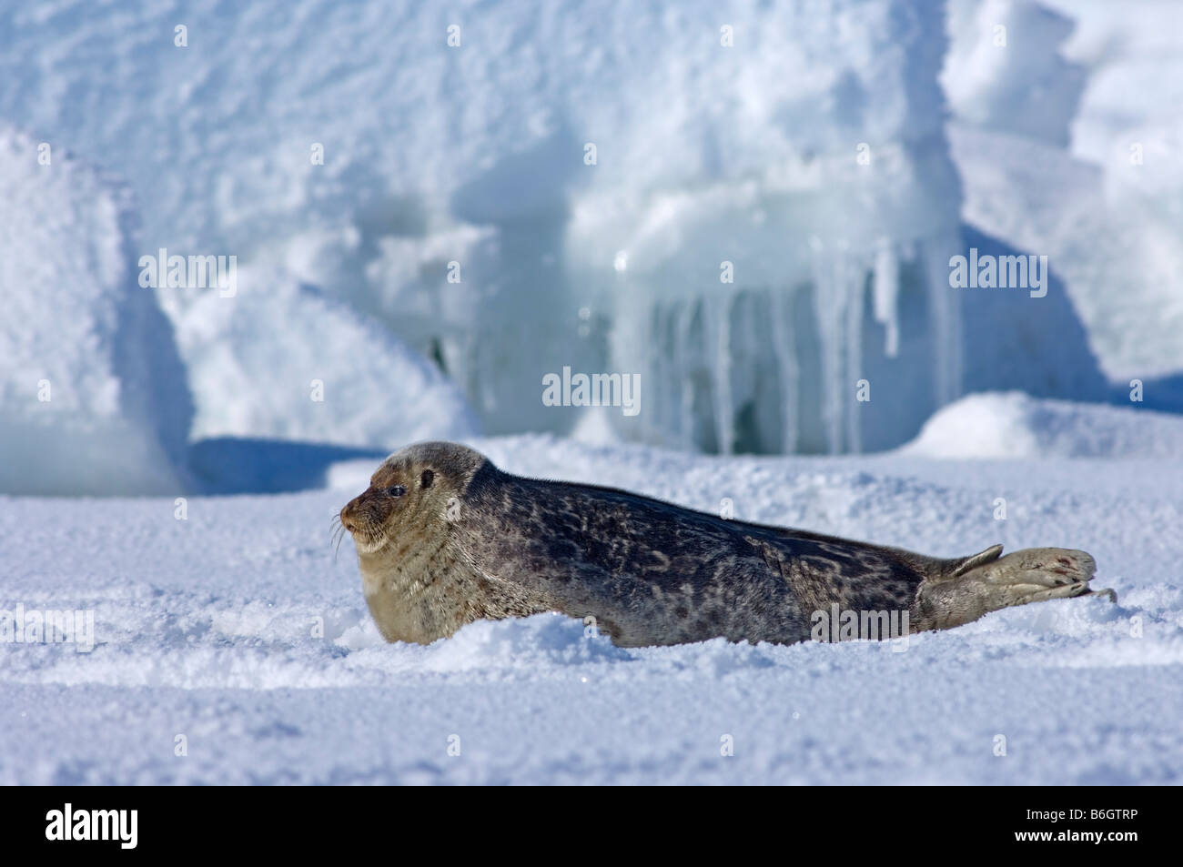 Ringed seal (Phoca hispida) portrait of pup lying on ice, Chukchi Sea, off shore from Point Barrow Utqiagvik Arctic Ocean North Slope Alaska Stock Photo