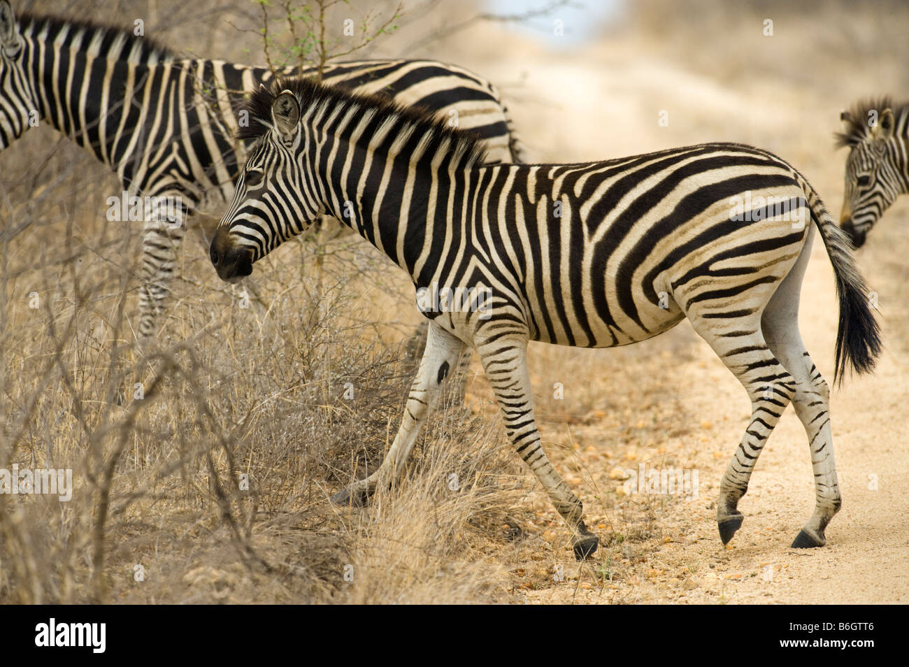 wild zebras equus, burchelli south-Afrika desert south africa crossing road way tele photo family group stripe stripes stroke st Stock Photo
