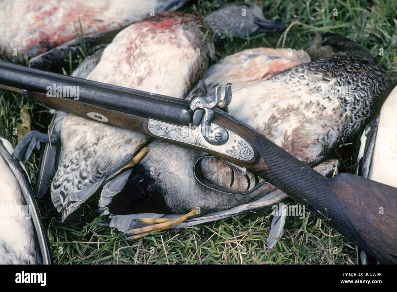 Portrait of an 1860 muzzle loading Greener shotgun with Damascus barrels and a brace of wild ducks Stock Photo