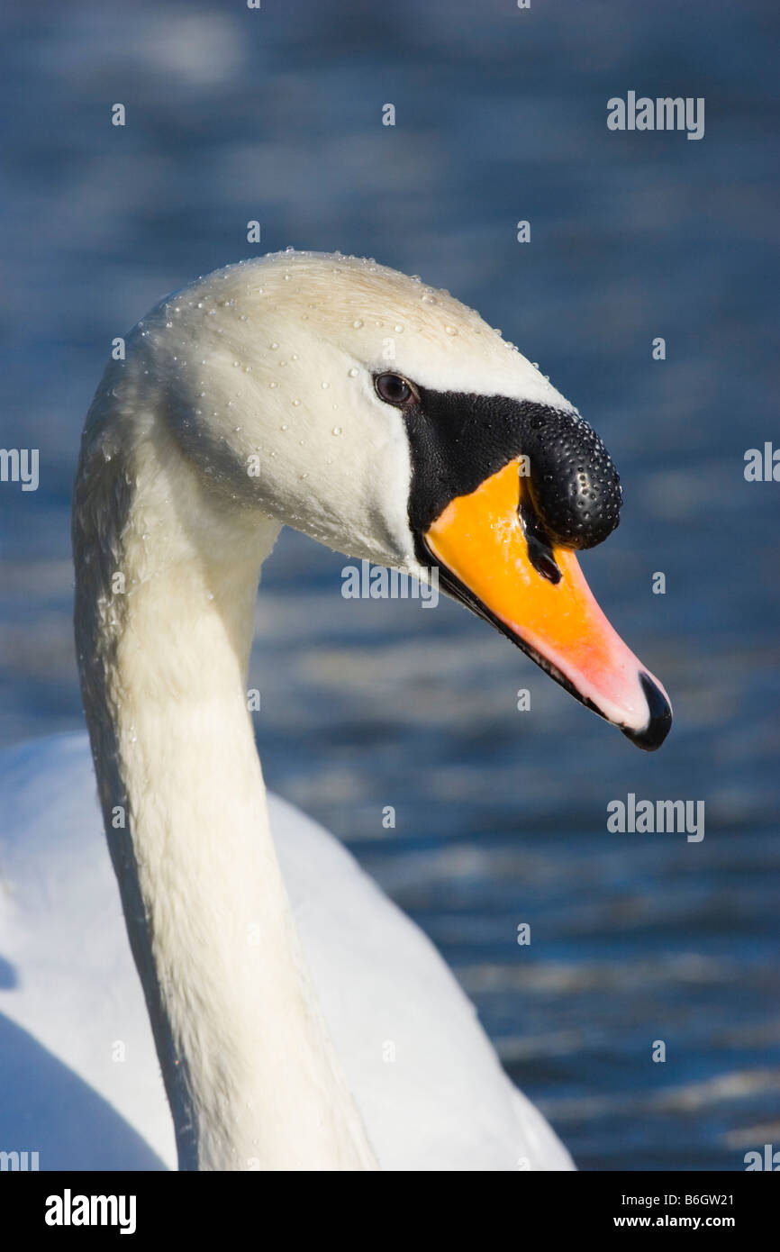 Mute swan, England, UK Stock Photo Alamy