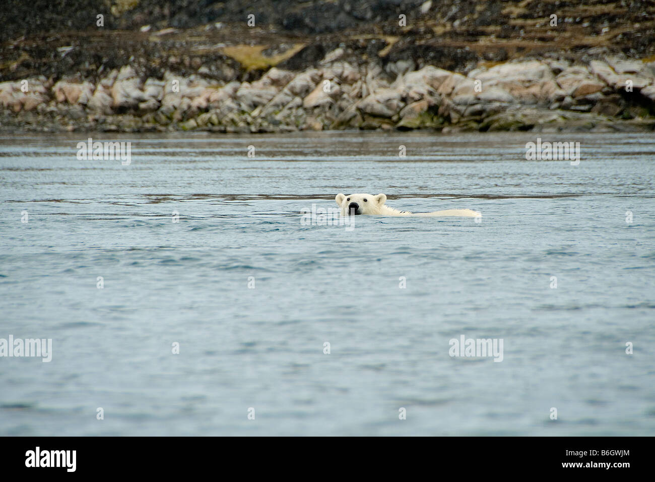 Polar Bear, Labrador, Canada Stock Photo
