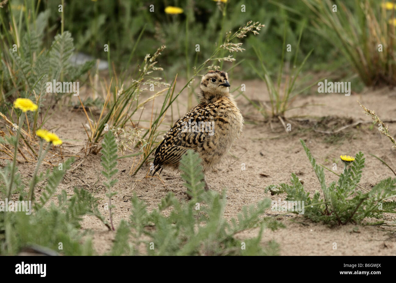 Willow ptarmigan, Lagopus lagopus, chicken  in blossom tundra. Arctic, Kolguev Island, Barents Sea, Russia. Stock Photo